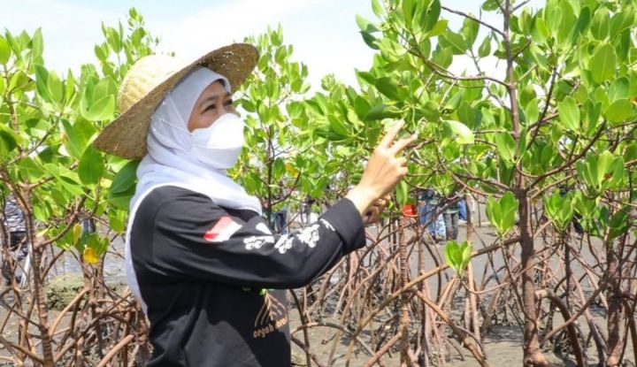 Dimampiri Ribuan Orang, Pengunjung Kebun Raya Mangrove Surabaya Naik Signifikan