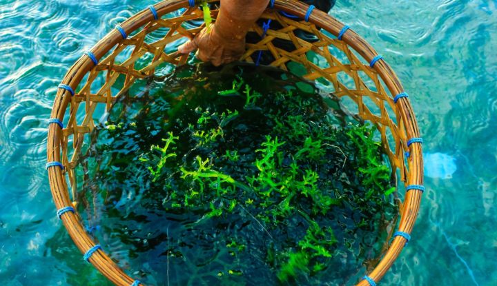 Pemprov Jatim Siapkan Optimalisasi Budidaya Rumput Laut Kualitas Ekspor di Sumenep